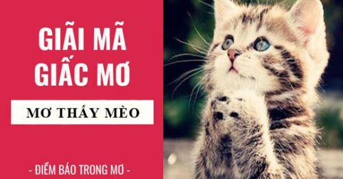 Mơ thấy mèo: Giải mã giấc mơ thấy mèo và đánh con số mấy?