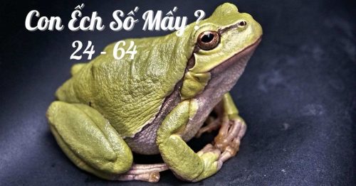 Con êch số mấy? Mơ thấy con ếch đánh con gì dễ trúng?