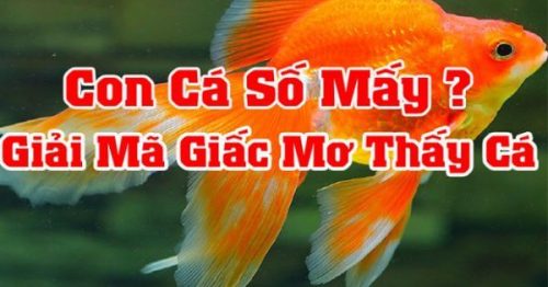 Nằm mơ thấy cá và nước là điềm gì? Giải mã con số may mắn