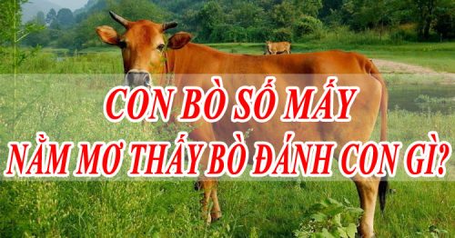 Mơ thấy con bò báo hiệu điều gì? Giải mã con số may mắn?