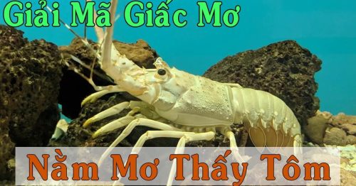 Mơ thấy tôm có ý nghĩa gì? Bật mí con số may mắn của giấc mơ