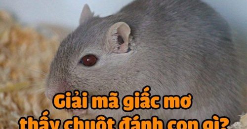 Giải mã về giấc mơ thấy chuột? Mơ thấy chuột nên đánh con gì?