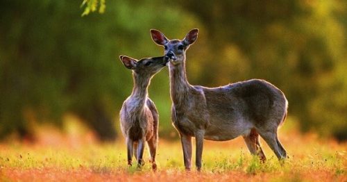 Con nai số mấy? Nằm mơ thấy con nai đánh con gì trúng lớn?