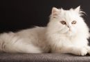 Nằm mơ thấy mèo trắng đánh đề con gì dễ trúng nhất?
