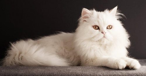 Nằm mơ thấy mèo trắng đánh đề con gì dễ trúng nhất?
