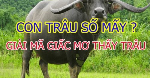 Mơ thấy trâu đánh con gì? Giải mã ý nghĩa giấc mơ thấy trâu