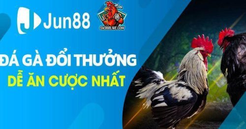 Thủ Thuật Chơi Đá Gà Jun88 Chiến Thắng 100%