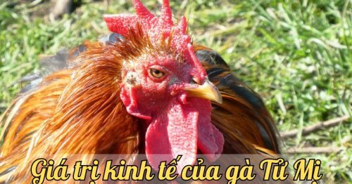 Gà Tử Mị – Giải mã bí ẩn về loài gà độc nhất vô nhị trên thế giới