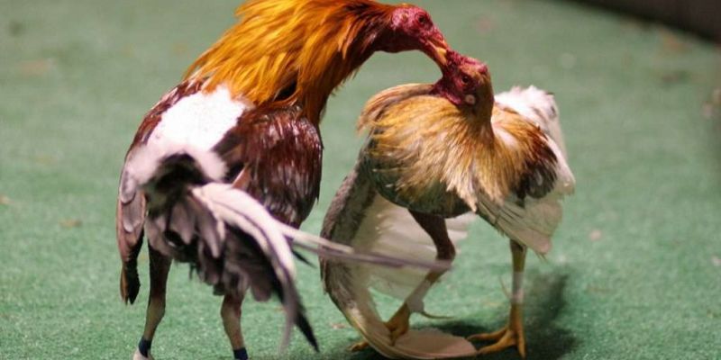 Tại sao chăm sóc gà đá lại quan trọng?