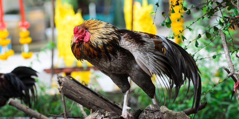 Các bước chăm sóc gà đá hiệu quả